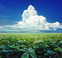 plantations of lotus