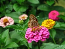 magnificent zinnia flowers