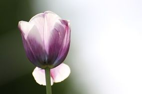 purple tulip with one open petal in back light