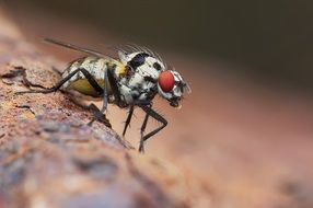 Macro photo of the fly on the tree