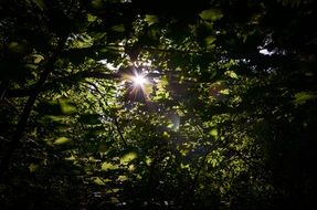 The bright sun behind the green leaves of the trees