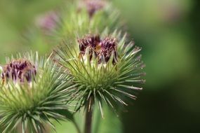 thorny purple flowers