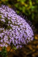small purple flowers in a wild field