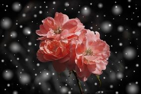 beautiful and delightful rose flower