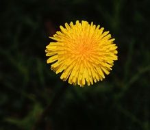 yellow dandelion blossom