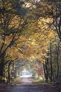 the arch of the autumn trees in a sunny park