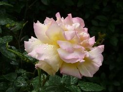 big pale pink rose on a bush close up