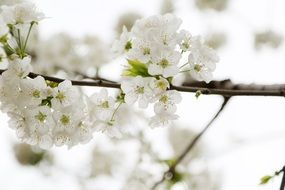 delicate apple blossoms in spring