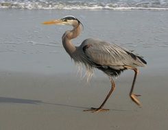 walking blue heron on wet sand