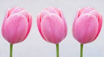 tulips pink flowers