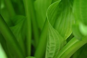 green leves close up
