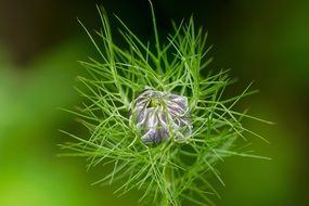 unusual green plant blossom bloom