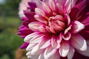 pink dahlia bud closeup