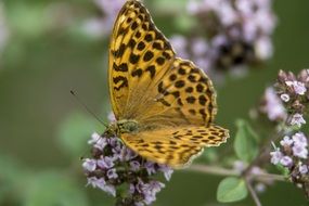 butterfly with spotted wings