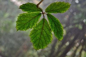 green leaf close-up picture
