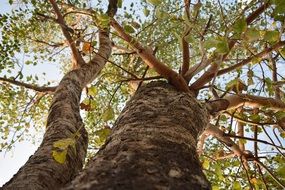 tree leaves branches sky view