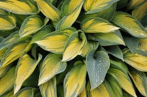 leafes of green natural plant
