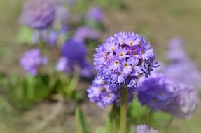 purple flowering primrose
