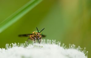 Macro photo of the insect on the white flowers on a blurred background