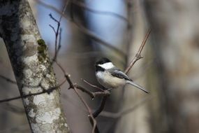 tiny tit on the branch