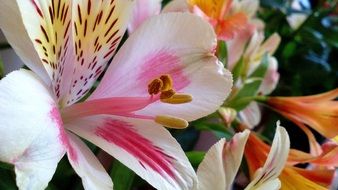 bright garden flower closeup
