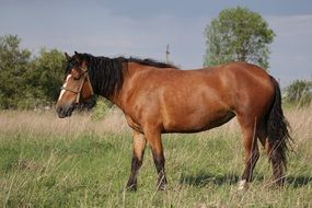 Picture of horse is on a field