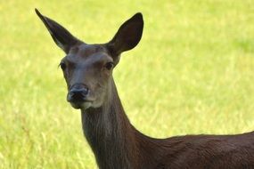 Red deer on the grass meadow on a blurred background