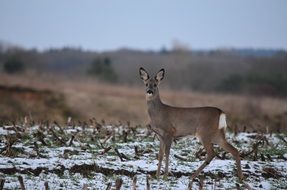 Roe deer near the forest