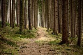 forest footpath between pinetrees