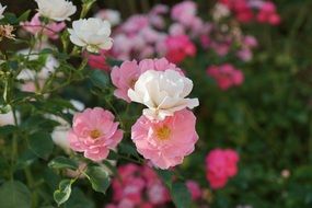 fragrance of pink roses