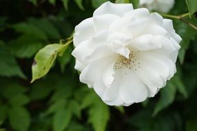 white rose on a bush close up on a blurred background