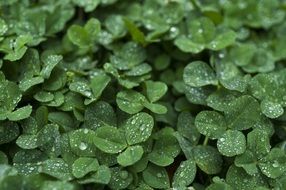 water drops on green leaves after rain
