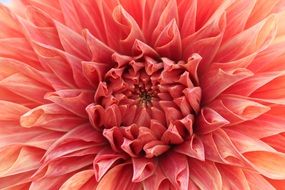 lush pale red dahlia close up