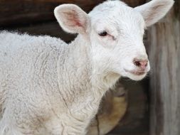 portrait of a white sheep