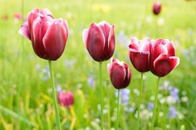 tulip blossom in the spring meadow