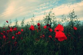 scarlet poppies in a meadow at dusk