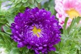 A lush blue aster on a bush