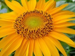 close up picture of decorative sunflower in the garden