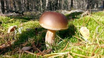 beautiful smooth mushroom on green grass