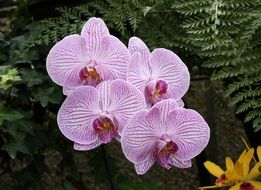 Tropical orchid flowers in a garden