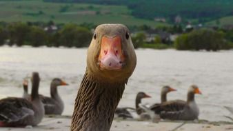 goose head on the background of geese in a pond