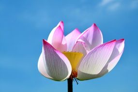 beautiful lotus flower at blue sky