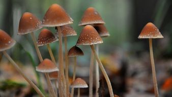tiny mushrooms in autumn