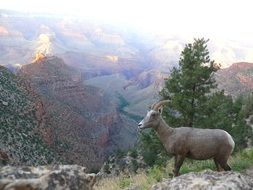 mountain sheep