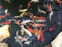 colorful koi fish in pond