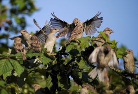 a flock of sparrows is sitting on a bush