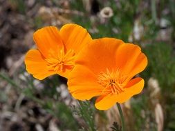 Picture of orange poppies