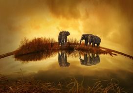 thailand elephants at sunset