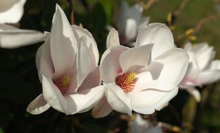 white magnolia tulip