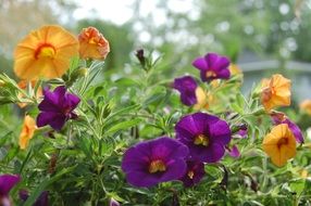 orange and purple lupins in the flowerbed
